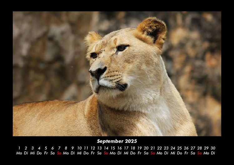 Produktbild: Tiere im Zoo 2025 Fotokalender DIN A3