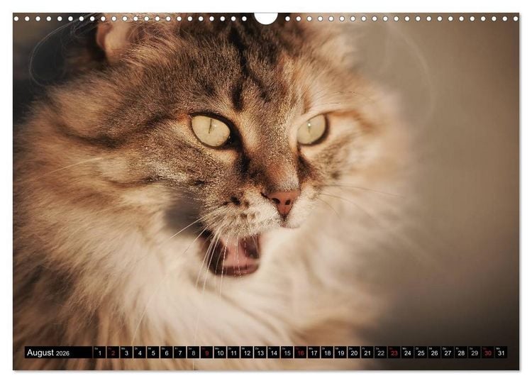 Produktbild: KATZEN Beautys (Wandkalender 2026 DIN A3 quer), CALVENDO Monatskalender