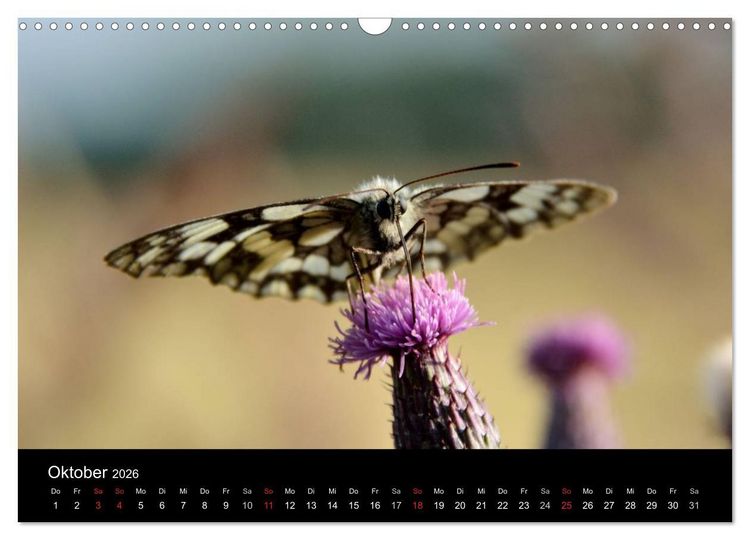 Produktbild: Schmetterlinge in Deutschland (Wandkalender 2026 DIN A3 quer), CALVENDO Monatskalender