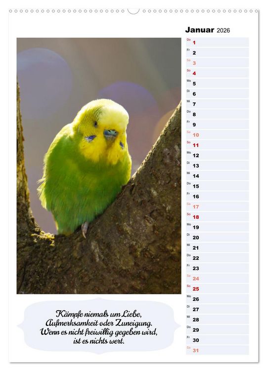 Produktbild: Niedliche Wellensittiche (Wandkalender 2026 DIN A2 hoch), CALVENDO Monatskalender