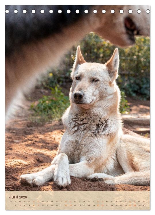 Produktbild: Im Husky-Rudel (Tischkalender 2026 DIN A5 hoch), CALVENDO Monatskalender