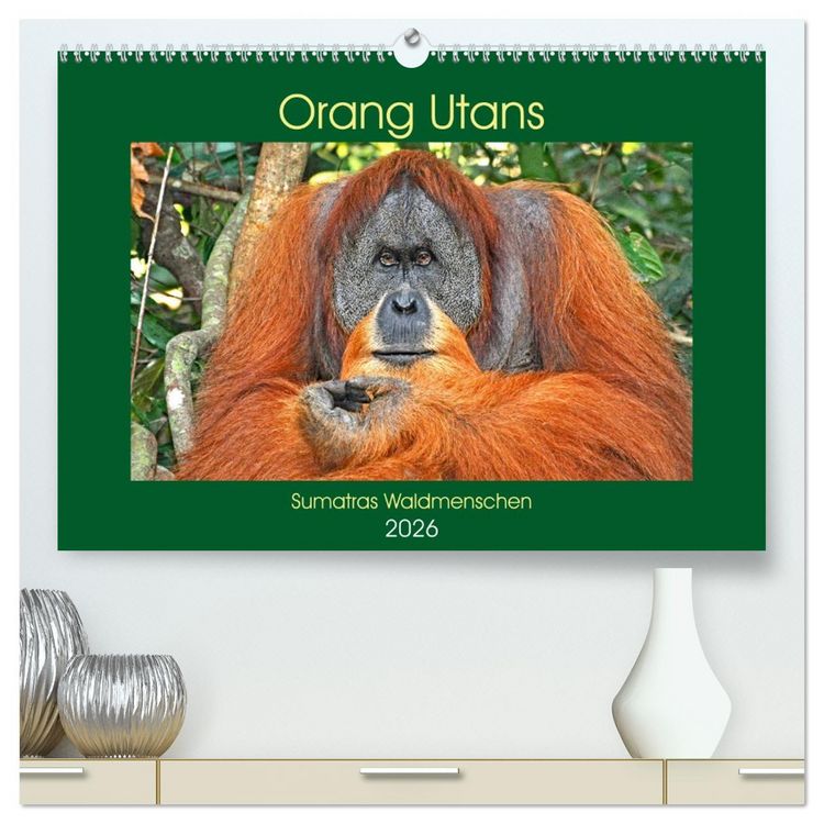 Produktbild: Orang Utans Sumatras Waldmenschen (hochwertiger Premium Wandkalender 2026 DIN A2 quer), Kunstdruck in Hochglanz