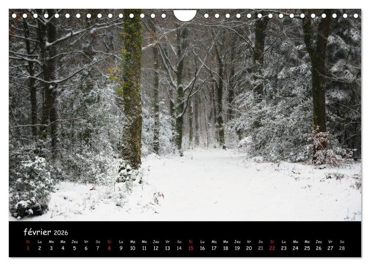 Produktbild: BROCELIANDE, la for&ecirc;t (Calendrier mural 2026 DIN A4 vertical), CALVENDO calendrier mensuel