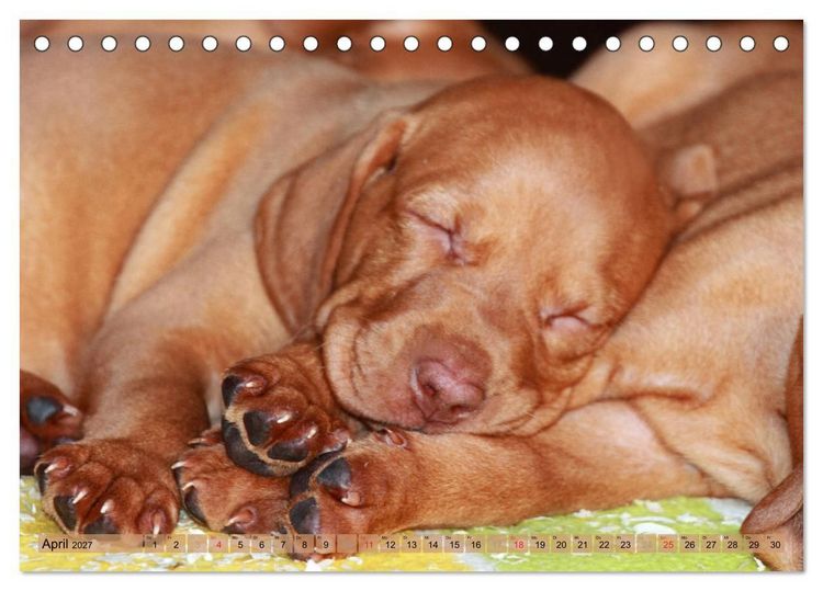 Produktbild: Magyar Vizsla - Vielseitiger Jagdhund mit Familienanschluss (Tischkalender 2027 DIN A5 quer), CALVENDO Monatskalender
