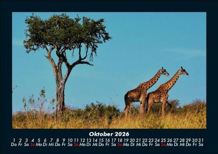 Produktbild: Giraffen 2026 Fotokalender DIN A5