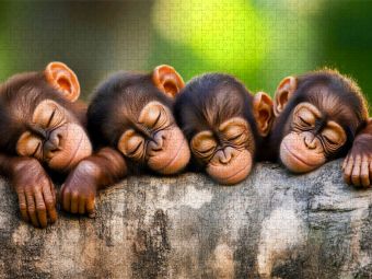 Produktbild: CALVENDO Puzzle Affen | 2000 Teile Lege-Gr&ouml;&szlig;e 90x67cm Foto-Puzzle f&uuml;r gl&uuml;ckliche Stunden