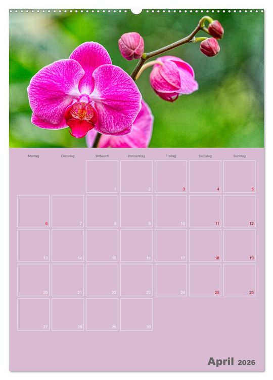 Produktbild: Nachtfalterorchideen in High Dynamic (hochwertiger Premium Wandkalender 2026 DIN A2 hoch), Kunstdruck in Hochglanz