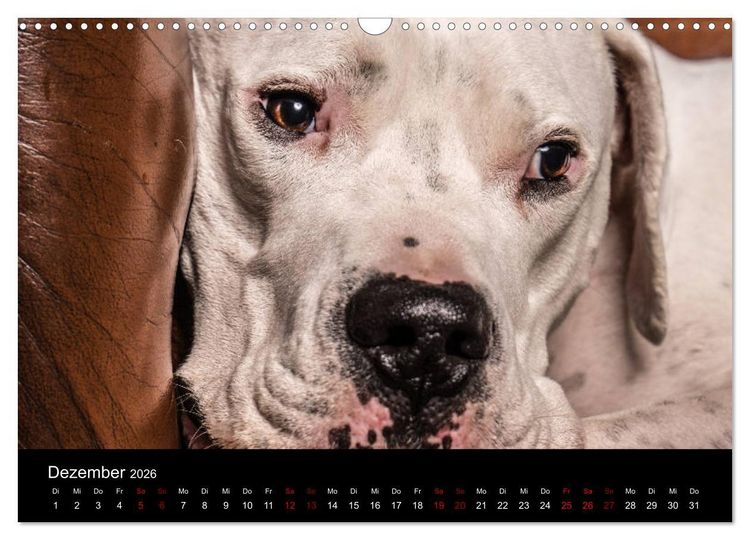 Produktbild: DOGO ARGENTINO (Wandkalender 2026 DIN A3 quer), CALVENDO Monatskalender