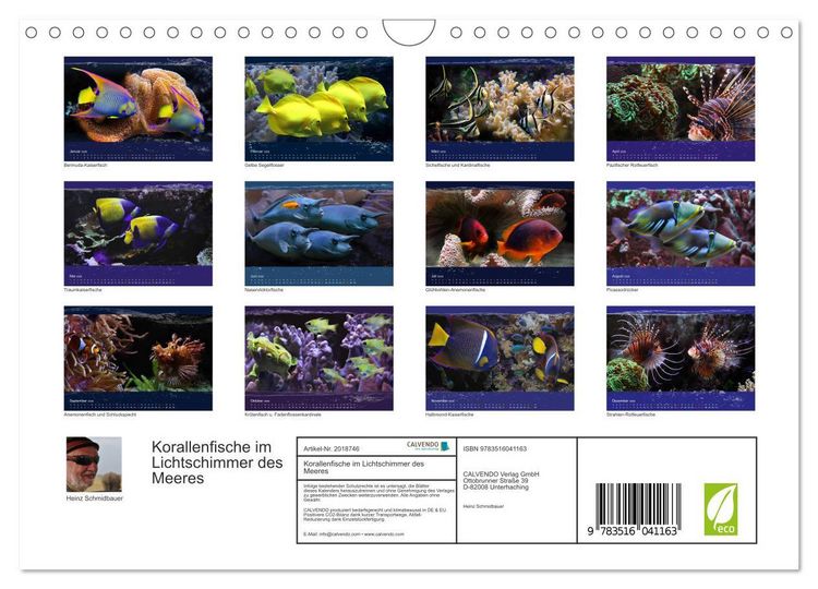 Produktbild: Korallenfische im Lichtschimmer des Meeres (Wandkalender 2026 DIN A4 quer), CALVENDO Monatskalender