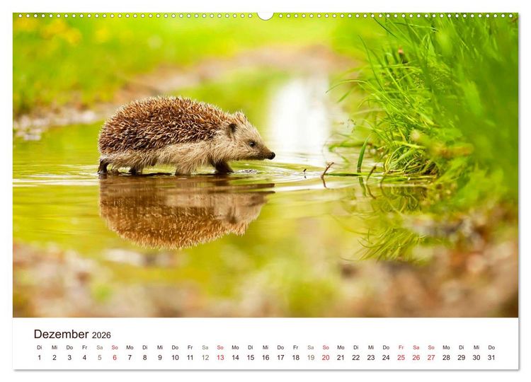 Produktbild: Igel 2026. Tierische Impressionen (hochwertiger Premium Wandkalender 2026 DIN A2 quer), Kunstdruck in Hochglanz