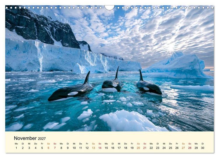 Produktbild: Orcas - Wilde Eleganz des Meeres (Wandkalender 2027 DIN A3 quer), CALVENDO Monatskalender