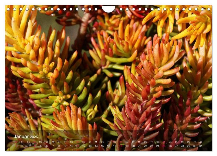 Produktbild: Sukkulenten in Haus und Garten (Wandkalender 2026 DIN A4 quer), CALVENDO Monatskalender