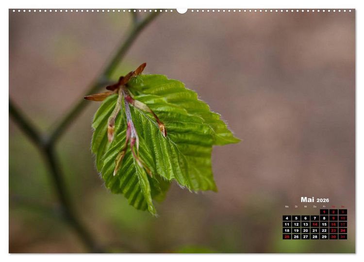 Produktbild: B&auml;ume im Detail (Wandkalender 2026 DIN A2 quer), CALVENDO Monatskalender