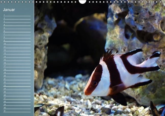 Produktbild: Bunte Riffbewohner - Fische, Anemonen und noch viel mehr (Wandkalender immerw&auml;hrend DIN A3 quer)