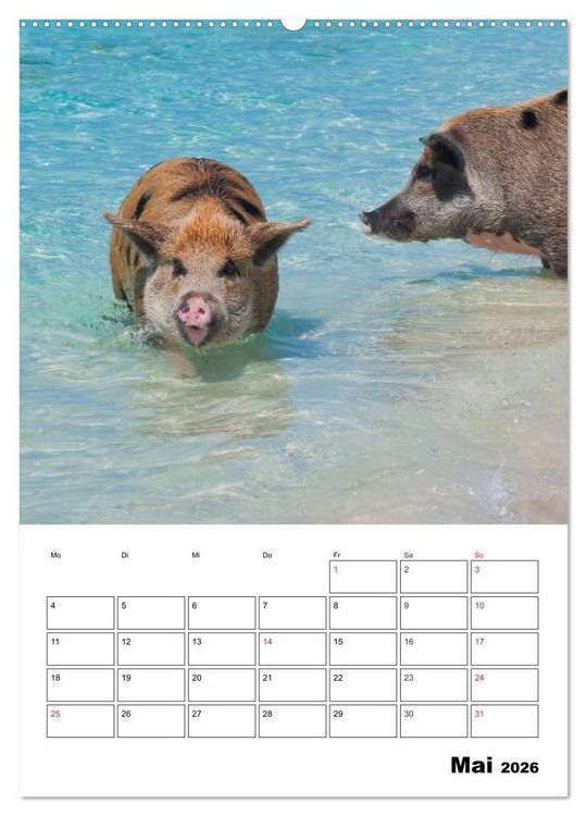 Produktbild: Schweine auf den Bahamas! (hochwertiger Premium Wandkalender 2026 DIN A2 hoch), Kunstdruck in Hochglanz