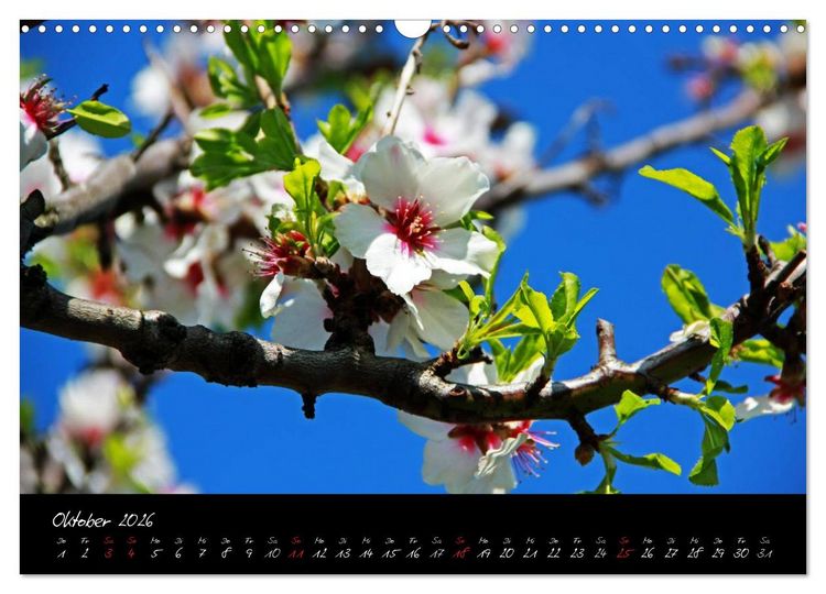 Produktbild: Flower (Wandkalender 2026 DIN A3 quer), CALVENDO Monatskalender