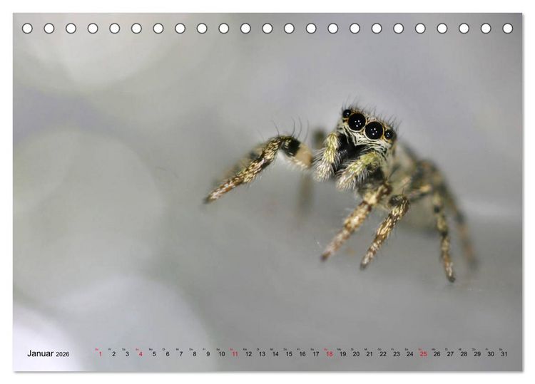 Produktbild: ui - Spinne. Kleine Spinnen - gro&szlig; im Bild (Tischkalender 2026 DIN A5 quer), CALVENDO Monatskalender