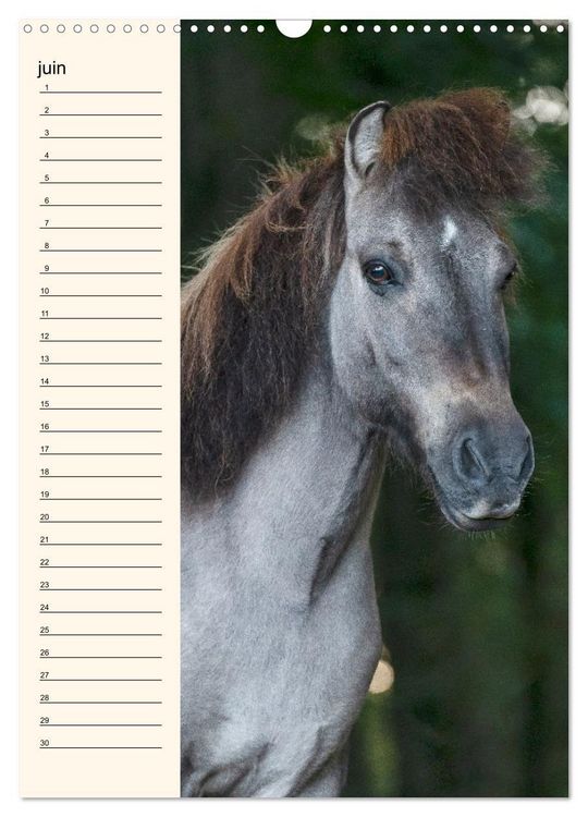 Produktbild: Cheval islandais - Calendrier anniversaire (Calendrier mural 2026 DIN A3 horizontal), CALVENDO calendrier mensuel