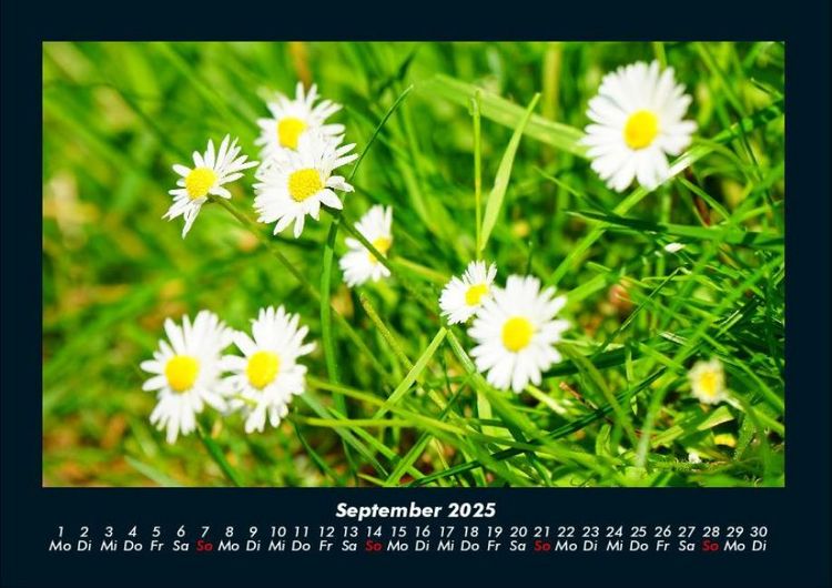 Produktbild: Pflanzen und Bl&uuml;ten 2025 Fotokalender DIN A4