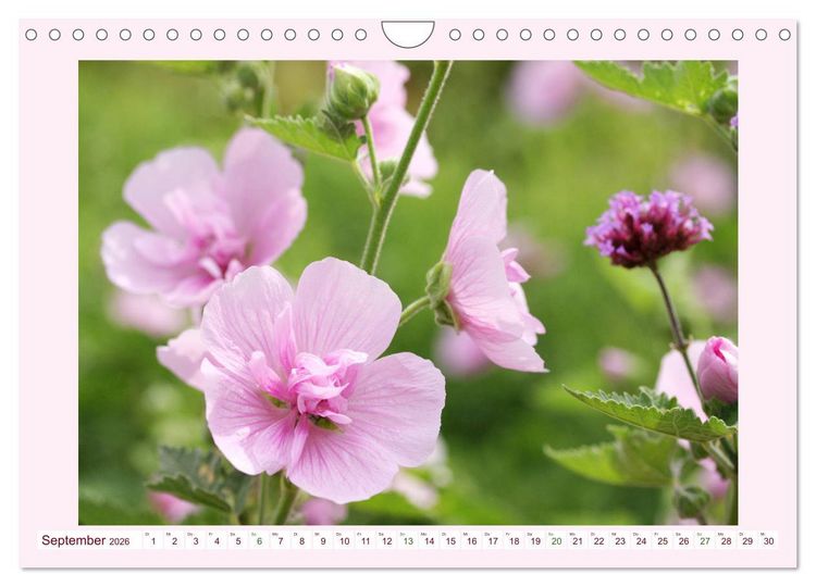 Produktbild: Wundersch&ouml;ne Malven (Wandkalender 2026 DIN A4 quer), CALVENDO Monatskalender
