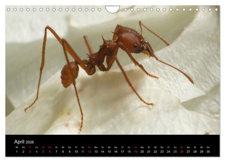 Produktbild: Atta sexdens - Blattschneiderameise (Wandkalender 2026 DIN A4 quer), CALVENDO Monatskalender
