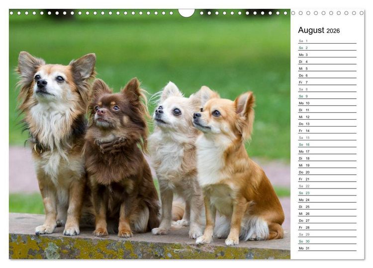 Produktbild: Chihuahuas - kleine Herzensbrecher (Wandkalender 2026 DIN A3 quer), CALVENDO Monatskalender