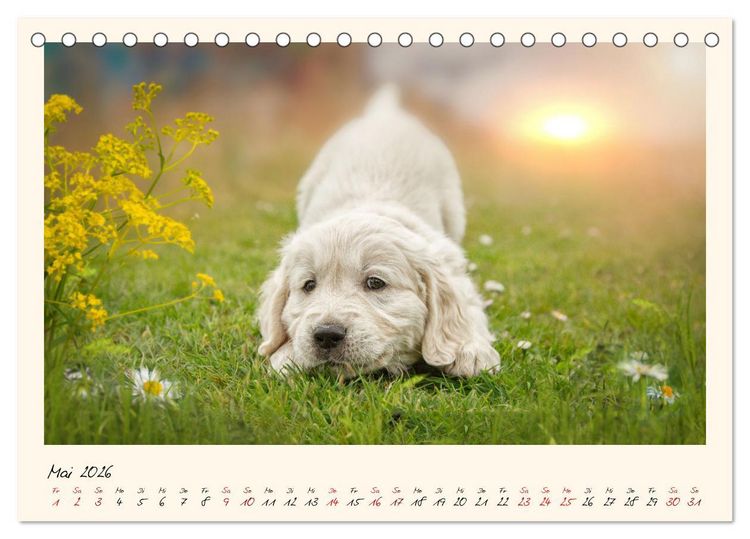 Produktbild: Golden Retriever... Herzenshunde (Tischkalender 2026 DIN A5 quer), CALVENDO Monatskalender