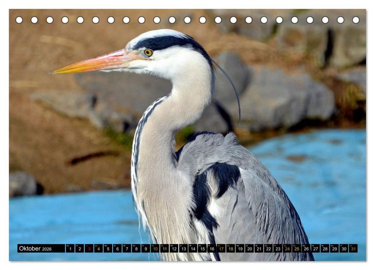 Produktbild: V&ouml;gel im Fokus - Ausdrucksstarke Vielfalt in der Vogelwelt (Tischkalender 2026 DIN A5 quer), CALVENDO Monatskalender