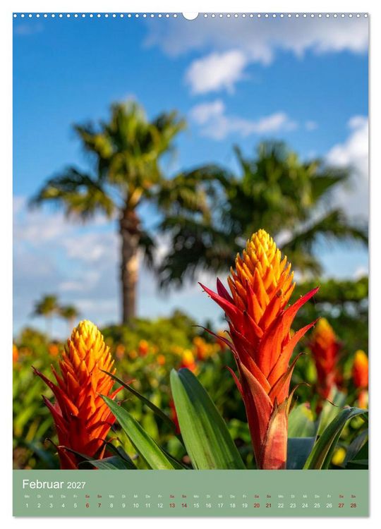 Produktbild: Bromelienzauber (hochwertiger Premium Wandkalender 2027 DIN A2 hoch), Kunstdruck in Hochglanz