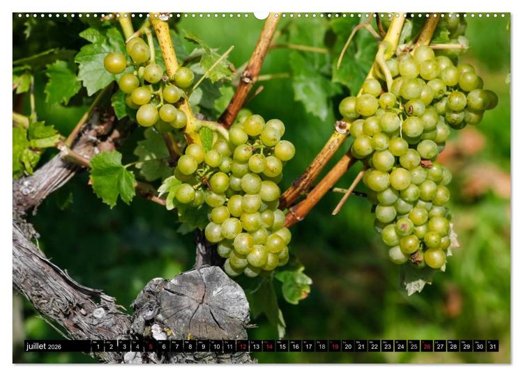 Produktbild: LE VIN (Calendrier mural 2026 DIN A2 vertical) calendrier de bureau
