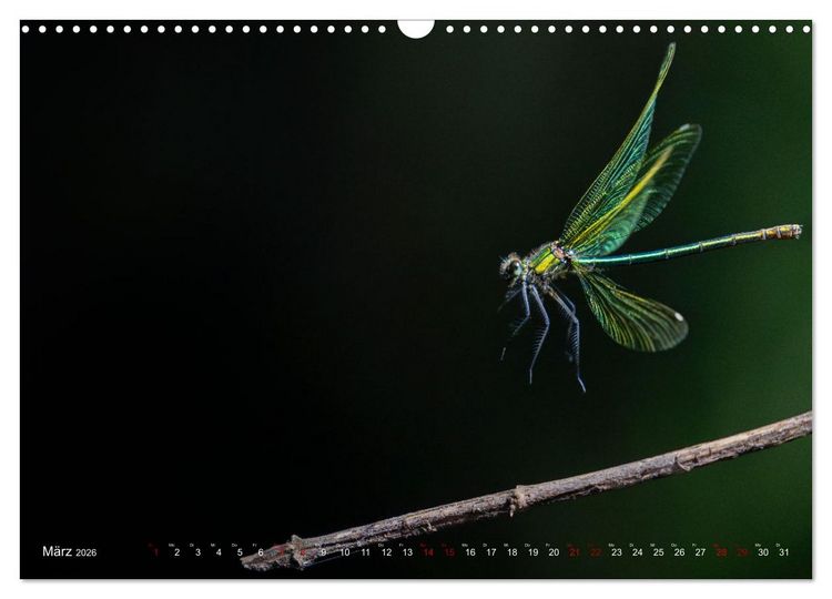 Produktbild: Naturwunder Libellen (Wandkalender 2026 DIN A3 quer), CALVENDO Monatskalender