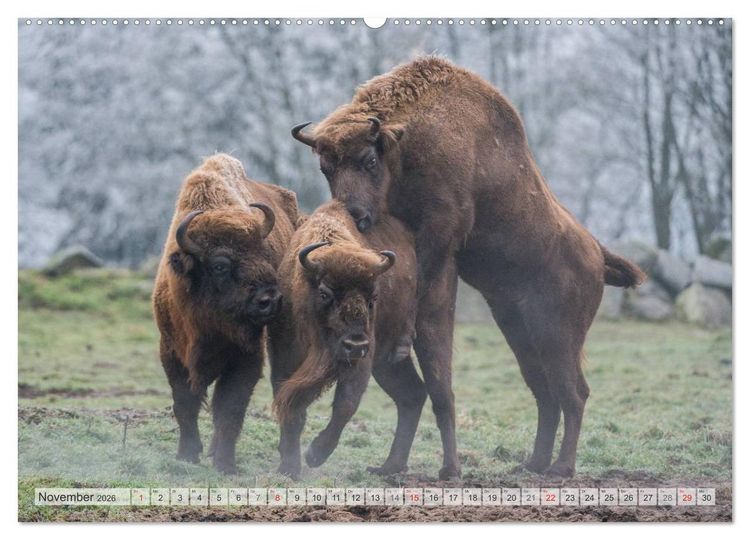 Produktbild: Emotionale Momente: Der Wisent. (Wandkalender 2026 DIN A2 quer), CALVENDO Monatskalender