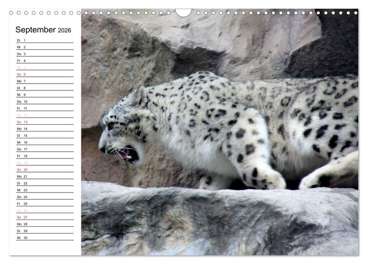 Produktbild: Der Schneeleopard (Wandkalender 2026 DIN A3 quer), CALVENDO Monatskalender