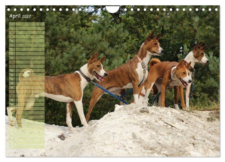 Produktbild: Basenji the African Barkless Dog (Wall Calendar 2027 DIN A4 landscape), CALVENDO 12 Month Wall Calendar