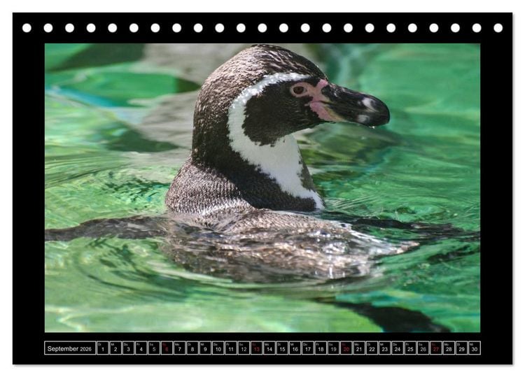 Produktbild: Dresdner Zootiere 2026 (Tischkalender 2026 DIN A5 quer), CALVENDO Monatskalender