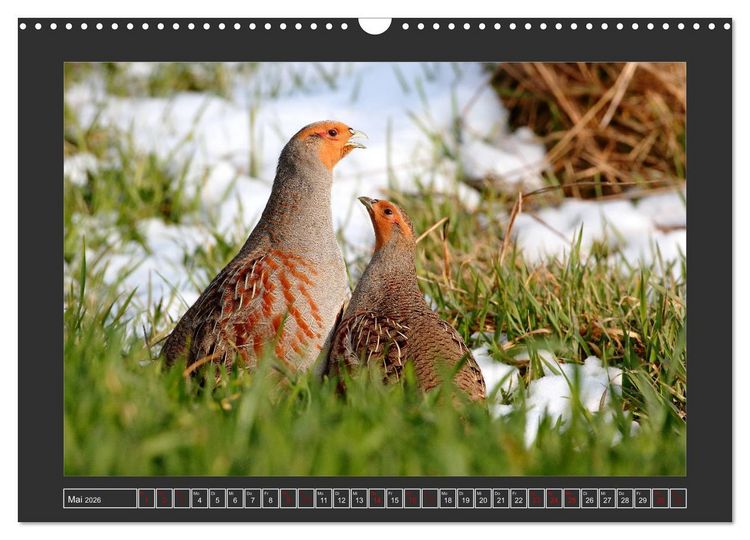 Produktbild: Winterzauber - Tiere in Eis und Schnee (Wandkalender 2026 DIN A3 quer), CALVENDO Monatskalender