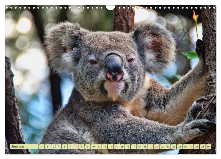 Produktbild: Koala - kleiner Teddy (Wandkalender 2026 DIN A3 quer), CALVENDO Monatskalender