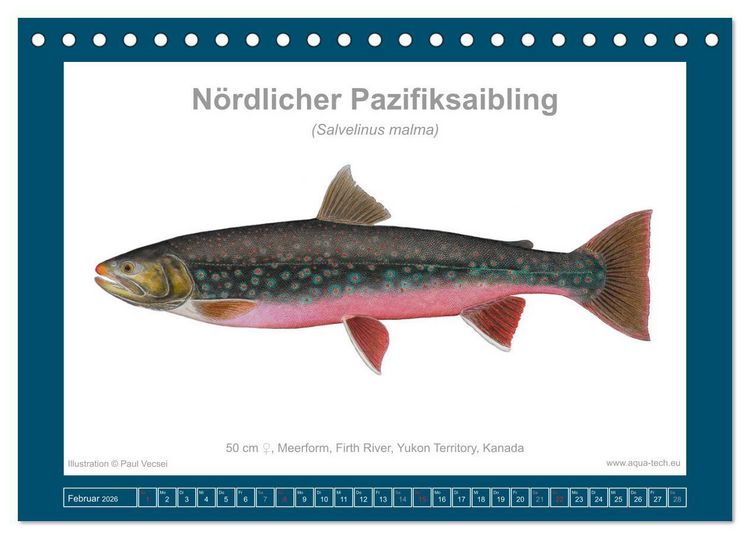 Produktbild: Fisch als Kunst 2026: Amerikanische Saiblinge (Tischkalender 2026 DIN A5 quer), CALVENDO Monatskalender