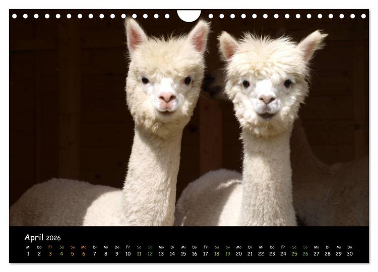 Produktbild: Alpakas zum Verlieben (Wandkalender 2026 DIN A4 quer), CALVENDO Monatskalender