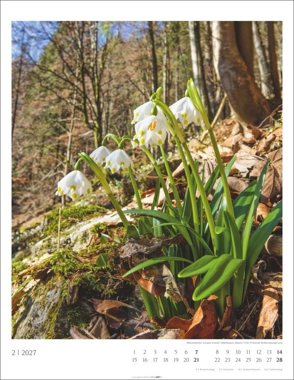 Produktbild: Heimische W&auml;lder Kalender 2027