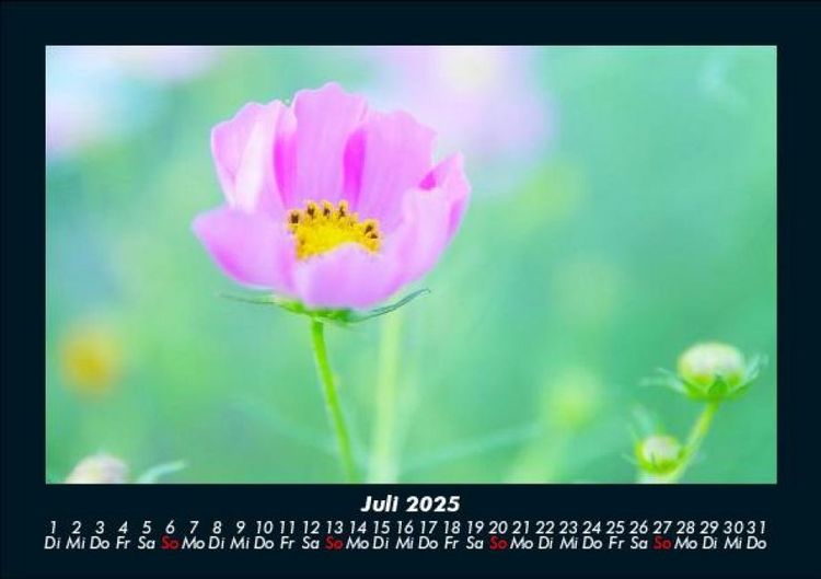 Produktbild: Blumenkalender 2025 Fotokalender DIN A5