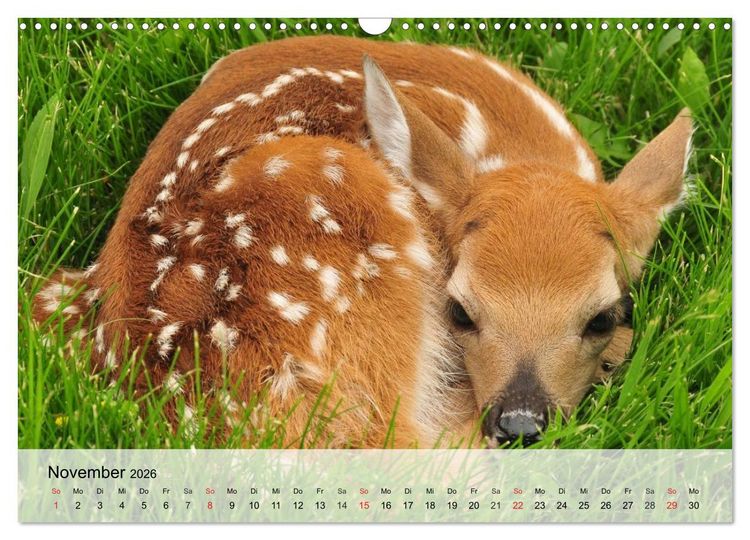 Produktbild: Rotwild. Edle Hirsche, stolze K&uuml;he (Wandkalender 2026 DIN A3 quer), CALVENDO Monatskalender