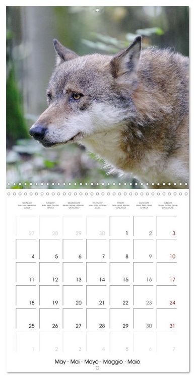 Produktbild: Wolves - fascinating wild animals (Wall Calendar 2026 12 &times; 12 Inch) CALVENDO 12 Month Wall Calendar