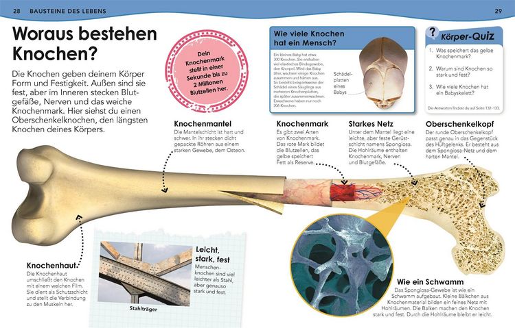 Produktbild: Weshalb? Deshalb! K&ouml;rper