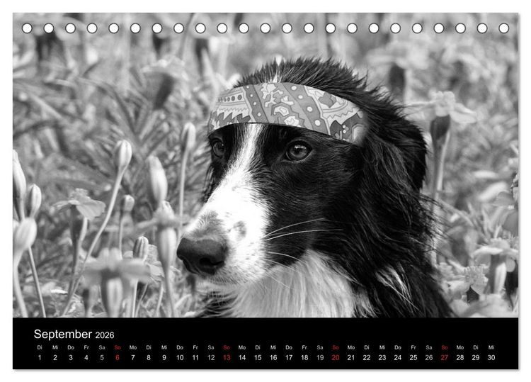 Produktbild: H&uuml;tehunde (Tischkalender 2026 DIN A5 quer), CALVENDO Monatskalender