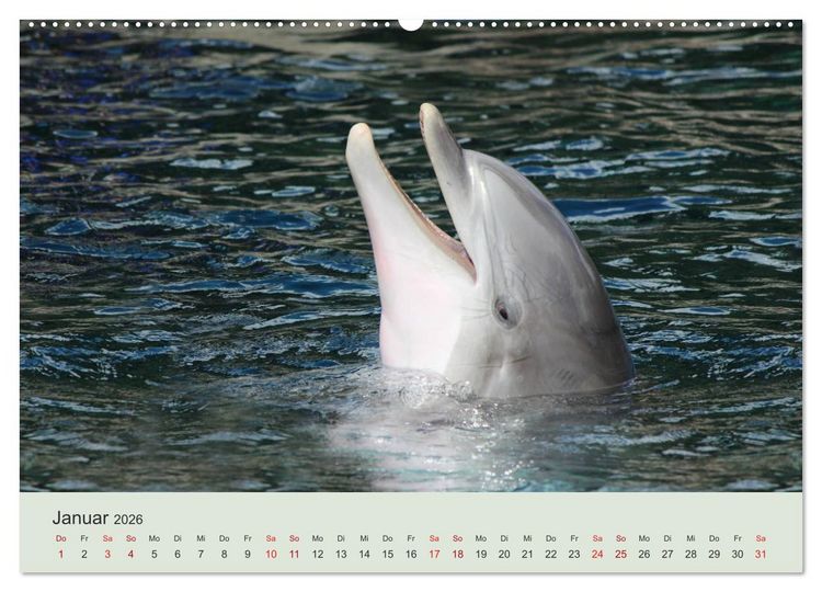 Produktbild: Die Welt der Delphine (Wandkalender 2026 DIN A2 quer), CALVENDO Monatskalender