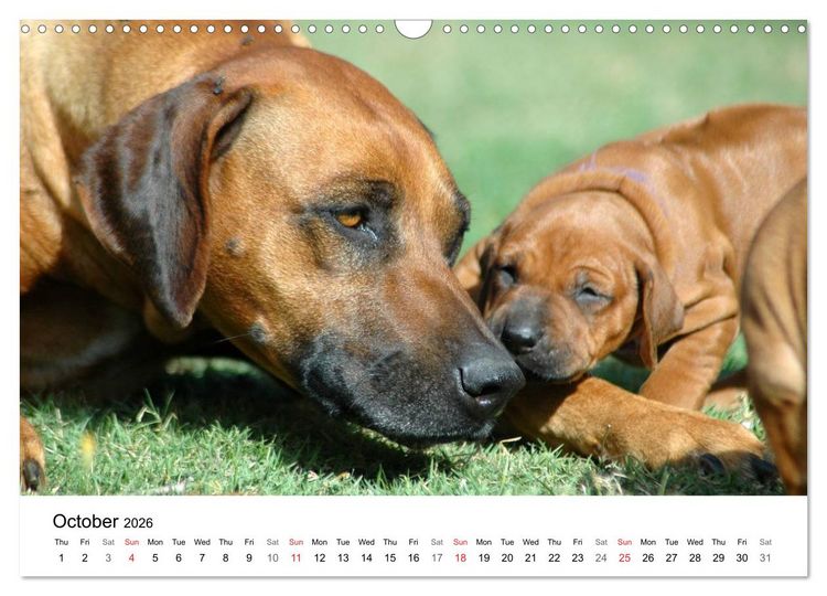 Produktbild: Rhodesian Ridgeback Puppies (Wall Calendar 2026 DIN A3 landscape), CALVENDO 12 Month Wall Calendar