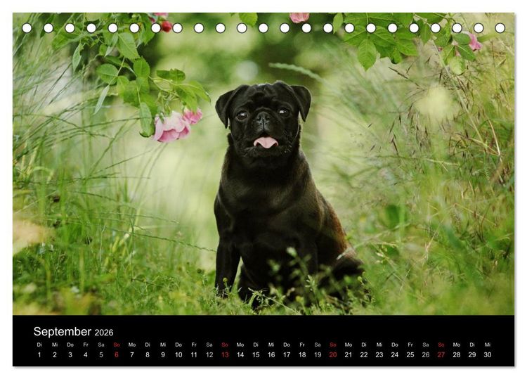 Produktbild: Der MOPS-Kalender (Tischkalender 2026 DIN A5 quer), CALVENDO Monatskalender