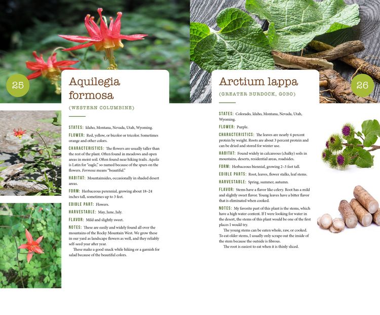 Produktbild: 437 Edible Wild Plants of the Rocky Mountain West