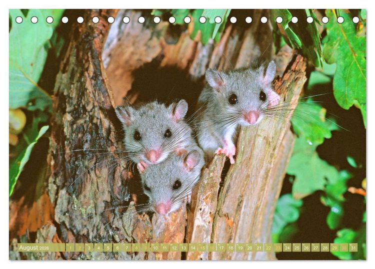 Produktbild: Wald-Kindergarten: Tierkinder im Wald (Tischkalender 2026 DIN A5 quer), CALVENDO Monatskalender